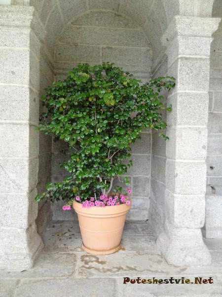 Зелень украшает ниши стен Эскориала Зелень украшает ниши стен Эскориала