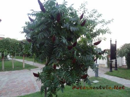 Helena Sands 5 - пятизвездочный отель в Болгарии Helena Sands 5 - пятизвездочный отель в Болгарии