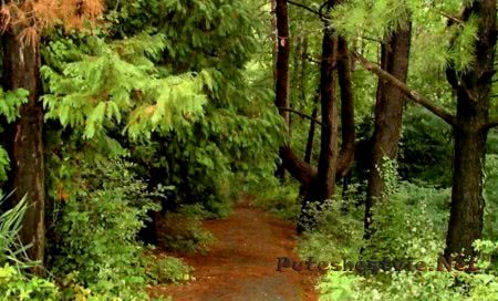 Что посмотреть в Сочи? Что посмотреть в Сочи?