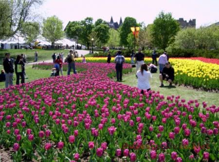 Фестиваль в Канаде праздник тюльпанов