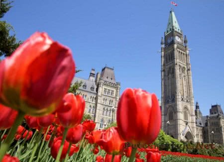 праздник тюльпанов в канаде