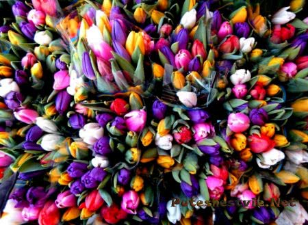 Канадский фестиваль тюльпанов