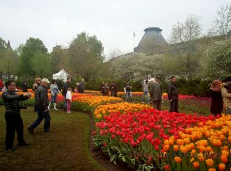 Фестиваль в Канаде в честь тюльпанов