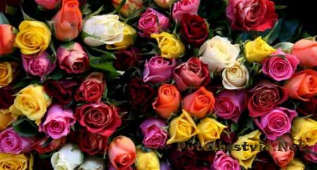 Фестиваль роз в Болгарии