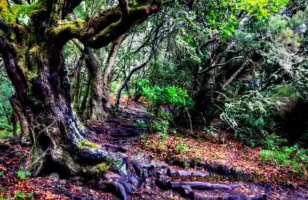 Отдых на острове Гомера Отдых на острове Гомера