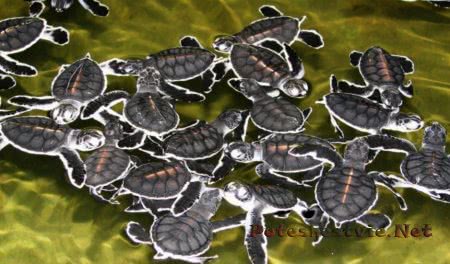 Остров Самет в Таиланде