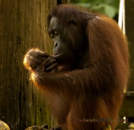 Отдых на острове Борнео