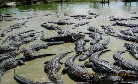 Национальный парк Эверглейд