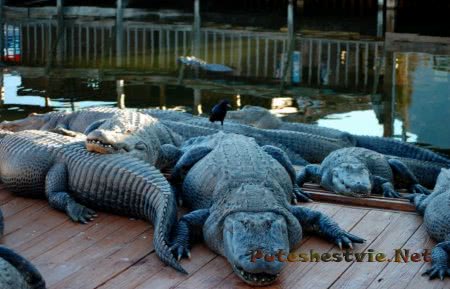 Тематический парк Gatorland