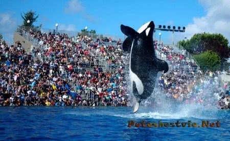 Океанариум Sea World