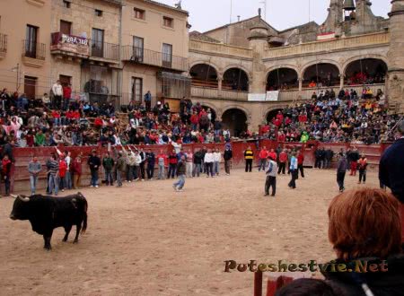 Карнавал быков
