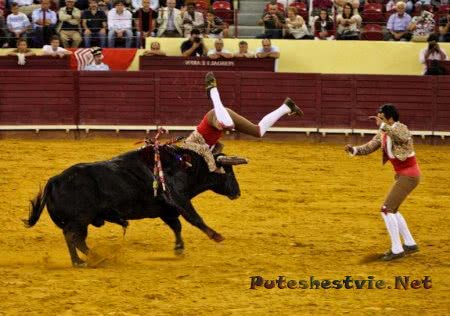 Торада – бои быков в Португалии