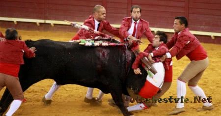 бои быков в Португалии