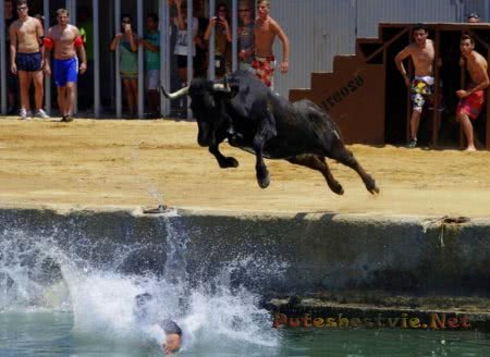 Праздник Быки в море Праздник Быки в море