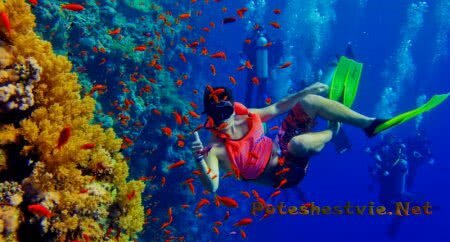 Дайвинг на острове Занзибар