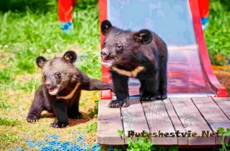 Сафари-парк Сафари-парк