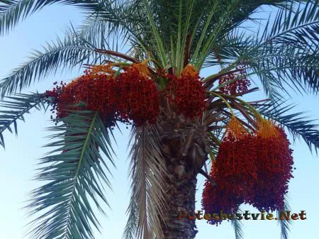 Отель «Holiday Park Resort 5*» в Турции Отель «Holiday Park Resort 5*» в Турции