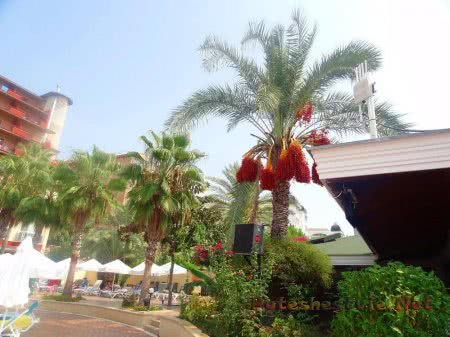 Отель «Holiday Park Resort 5*» в Турции Отель «Holiday Park Resort 5*» в Турции