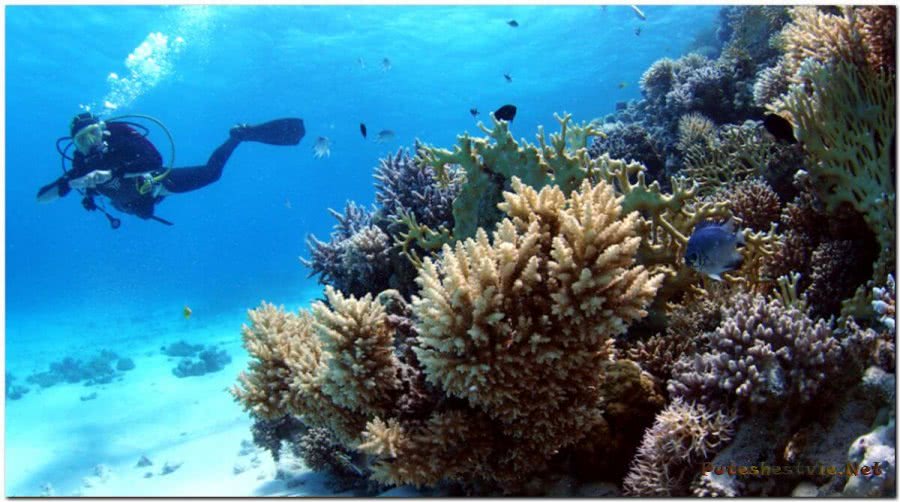 Развлечения в Хургаде Развлечения в Хургаде