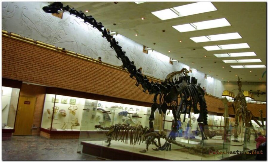 Палеонтологический музей им. Ю.А. Орлова Палеонтологический музей им. Ю.А. Орлова