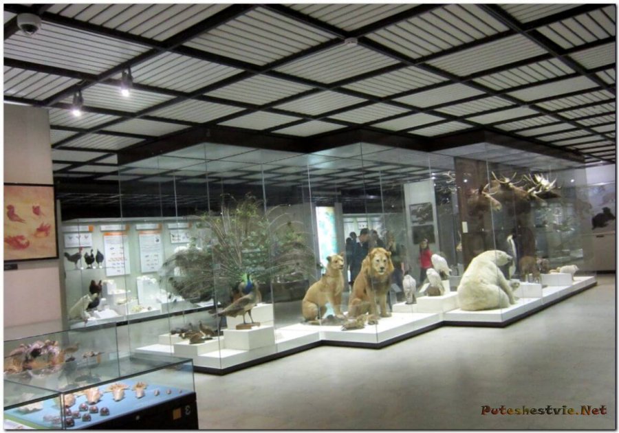 Дарвиновский музей Дарвиновский музей