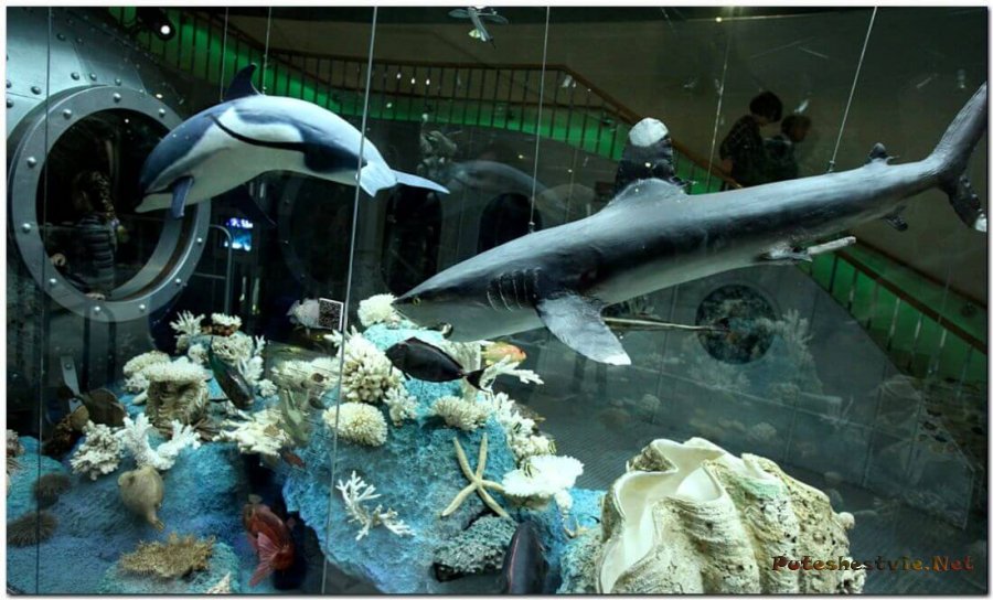 Дарвиновский музей Дарвиновский музей