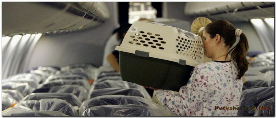 Перевозка животных в авиакомпании Победа