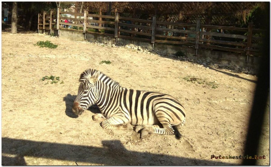 Сафари Парк в Геленджике