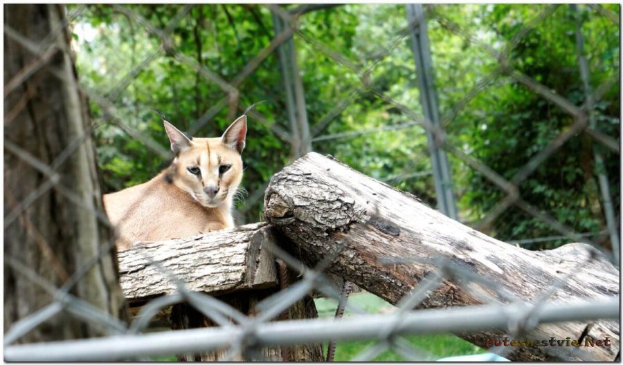 Сафари Парк в Геленджике