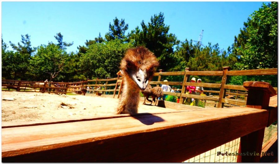 Сафари Парк в Геленджике