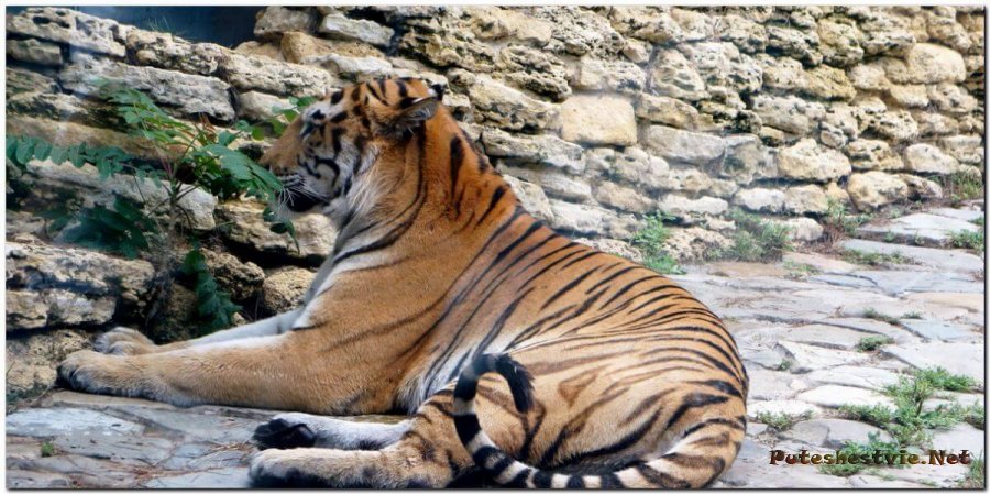 Сафари Парк в Геленджике