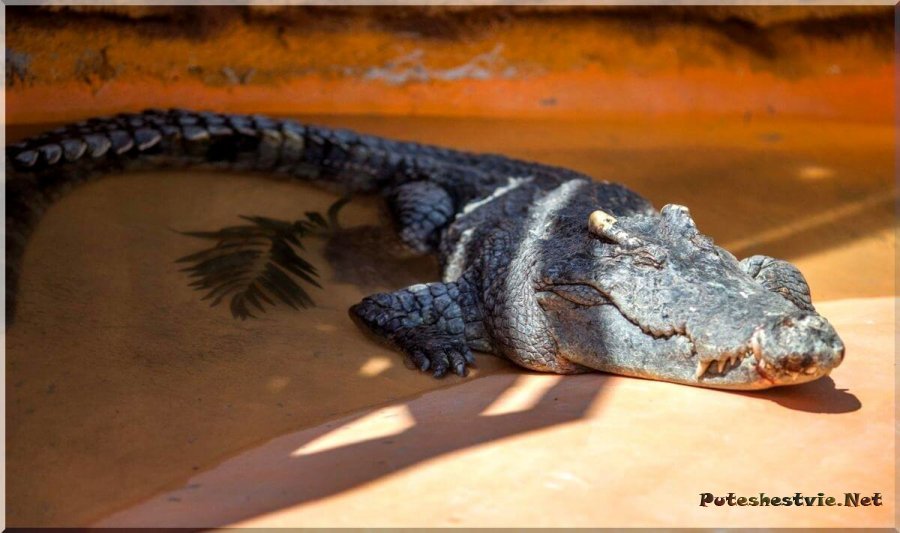 Крокодиловая ферма в Анапе Крокодиловая ферма в Анапе