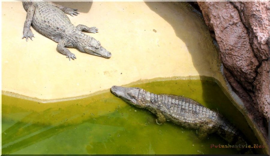 Крокодиловая ферма в Анапе Крокодиловая ферма в Анапе