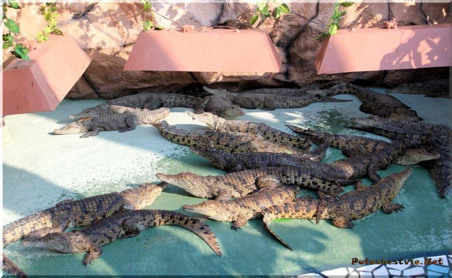 Крокодиловая ферма в Анапе Крокодиловая ферма в Анапе