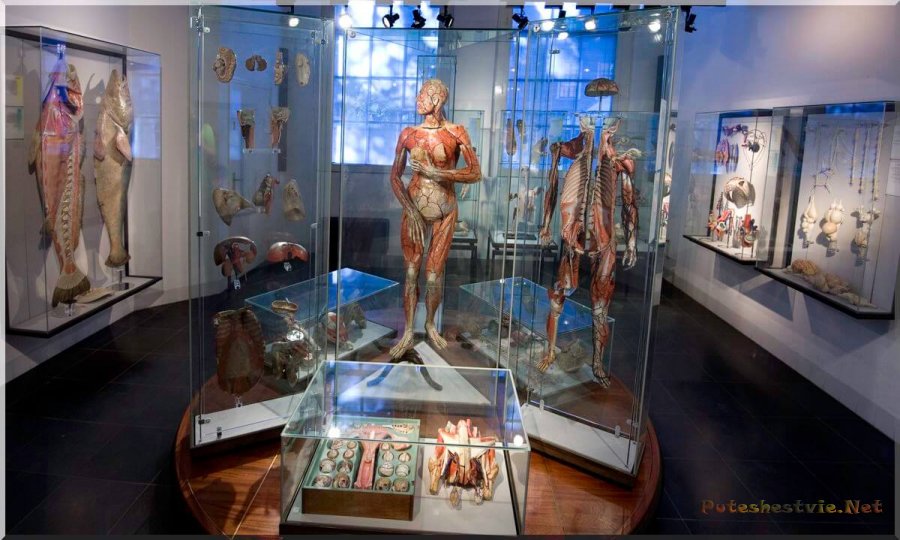Музей Кунсткамера в Санкт-Петербурге Музей Кунсткамера в Санкт-Петербурге