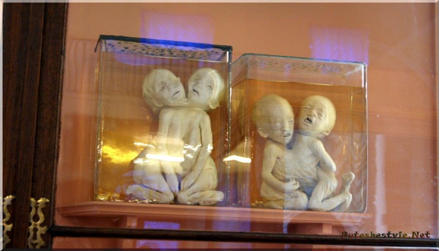 Музей Кунсткамера в Санкт-Петербурге Музей Кунсткамера в Санкт-Петербурге